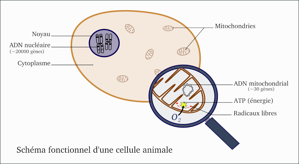 Schema de cellule - Cr��dit Nathanaelle Saclier