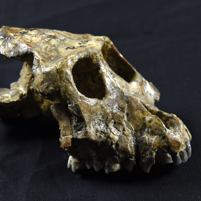 Collections G��ologie