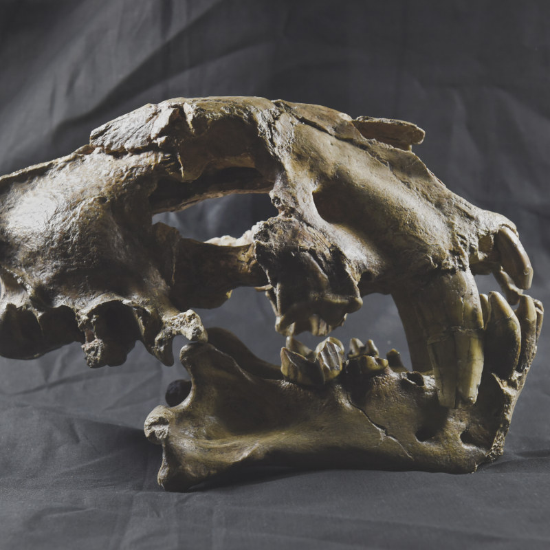 Collections G��ologie