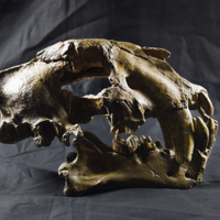 Acc��der aux collections de Pal��ontologie-g��ologie