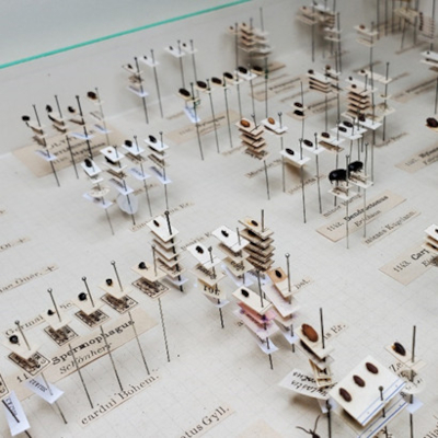 Collections Zoologie